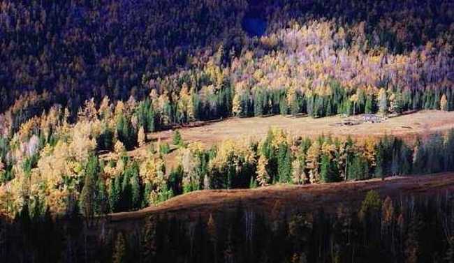 美丽的喀纳斯,图六