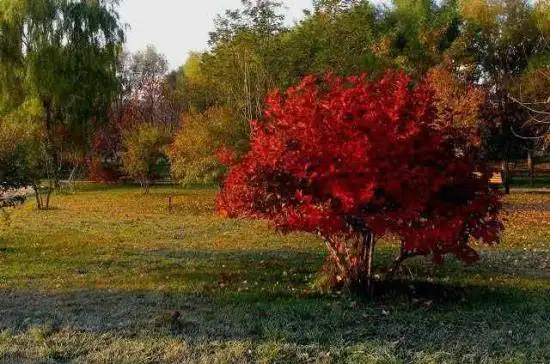 秋季宁静五彩的植物园