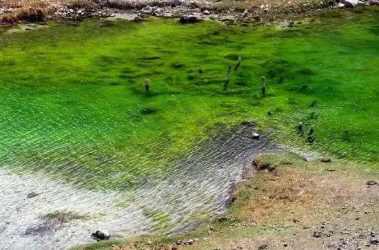 碧水涟漪——库车小龙池