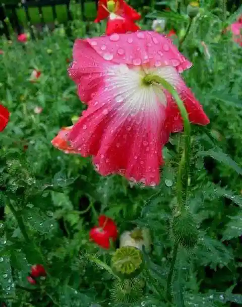 细雨霏霏虞美人