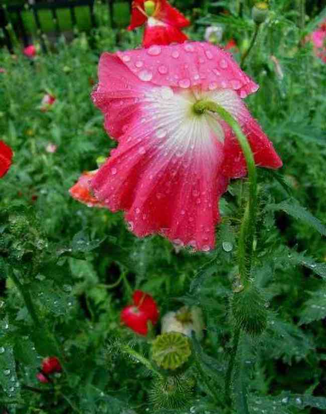 细雨霏霏虞美人,图十二
