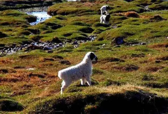 天堂生灵-黑头羊