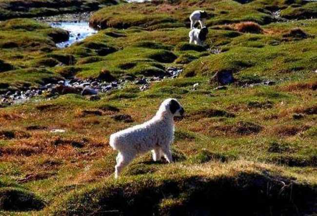 天堂生灵-黑头羊,图一