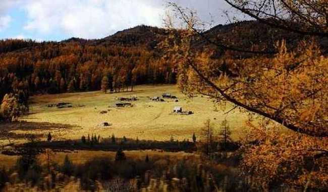 美丽的喀纳斯,图七