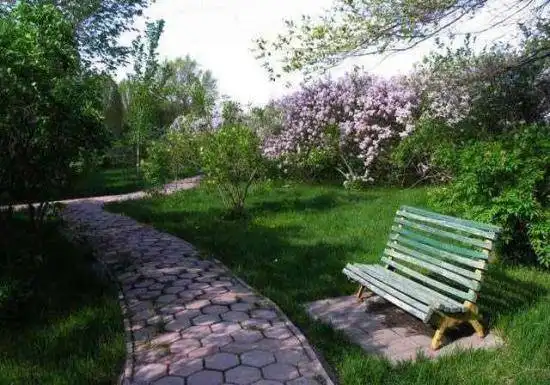 多情柔美紫丁香