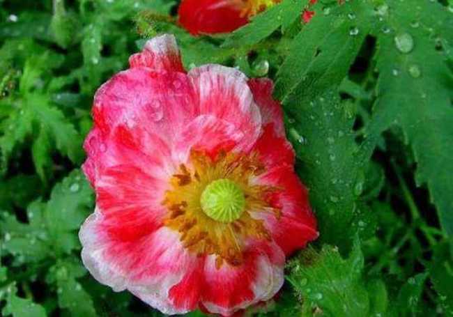 细雨霏霏虞美人,图六