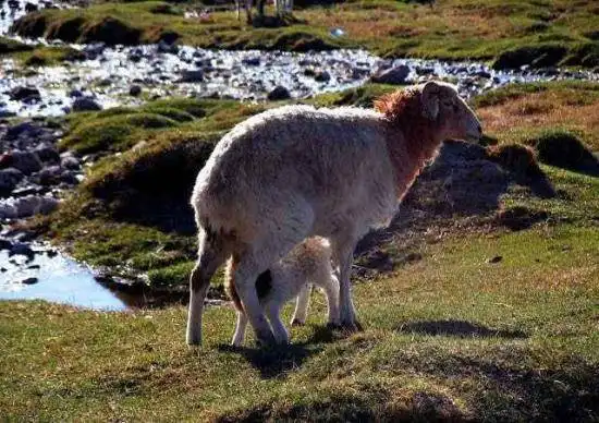 天堂生灵-黑头羊