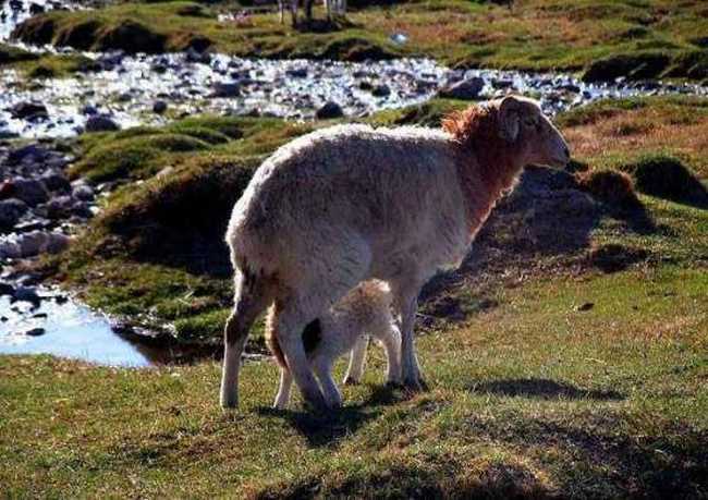 天堂生灵-黑头羊,图二
