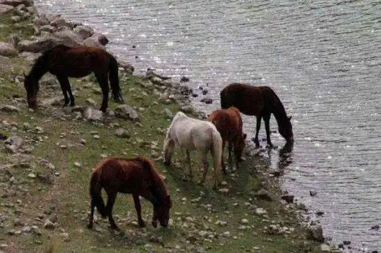 碧水涟漪——库车小龙池