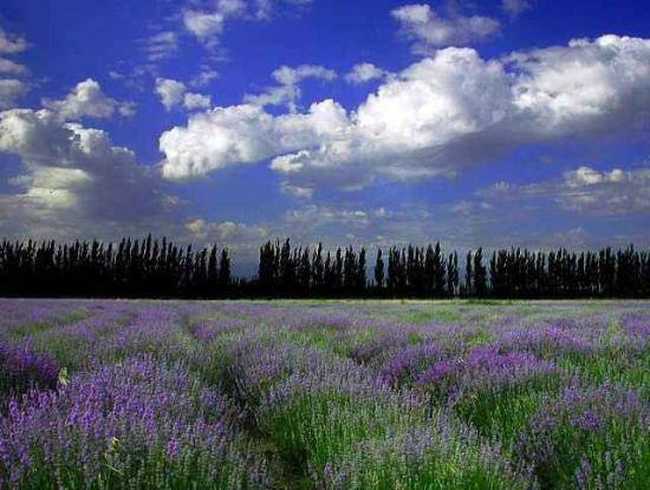 伊犁薰衣草