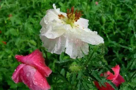 细雨霏霏虞美人