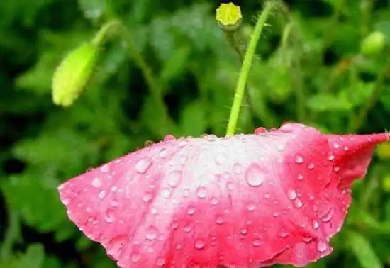 细雨霏霏虞美人