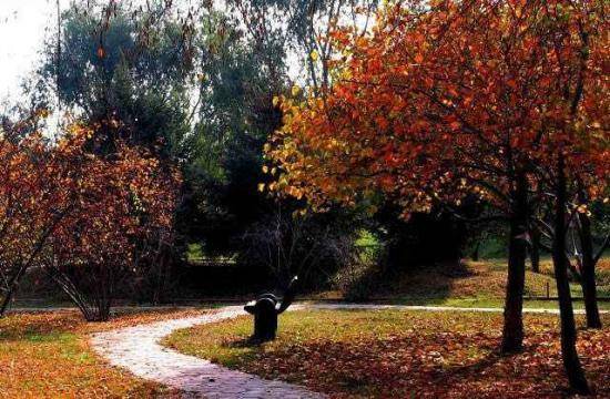 秋季宁静五彩的植物园,图十一