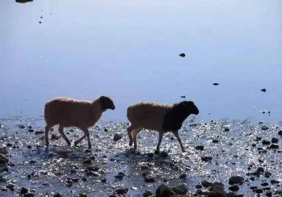 天堂生灵-黑头羊