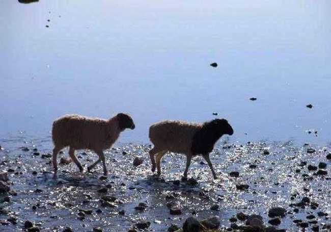 天堂生灵-黑头羊,图七