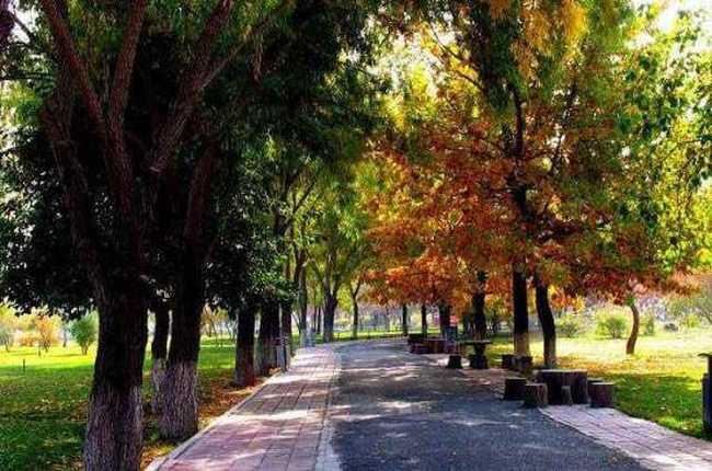 秋季宁静五彩的植物园,图十