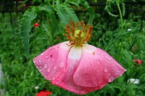 细雨霏霏虞美人