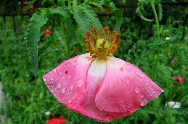 细雨霏霏虞美人,图四