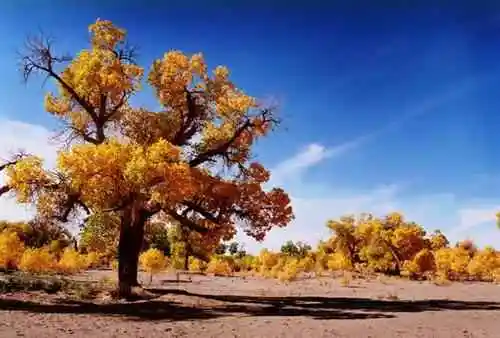 胡杨林森林公园