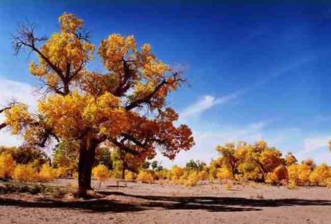 胡杨林森林公园