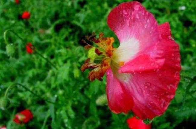 细雨霏霏虞美人,图七