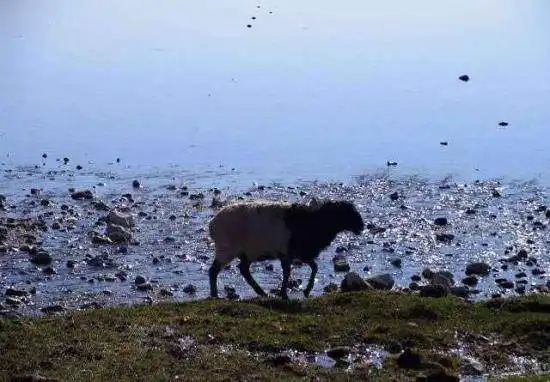 天堂生灵-黑头羊