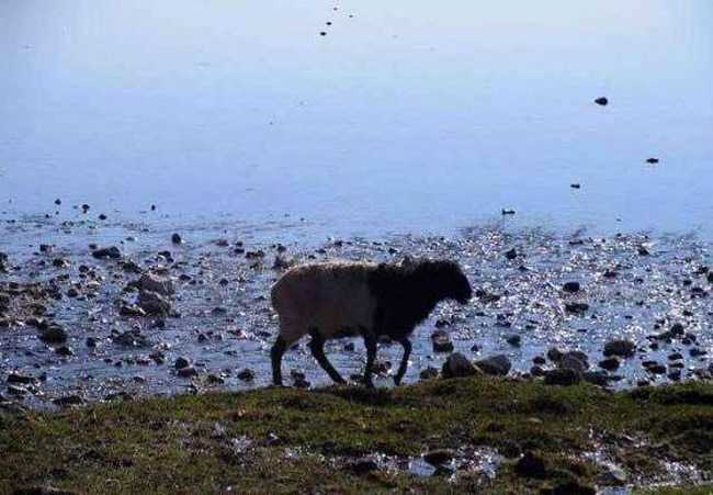 天堂生灵-黑头羊,图四