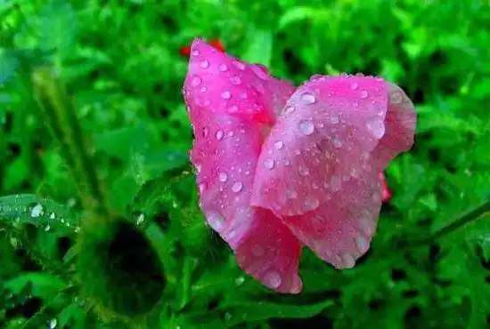 细雨霏霏虞美人