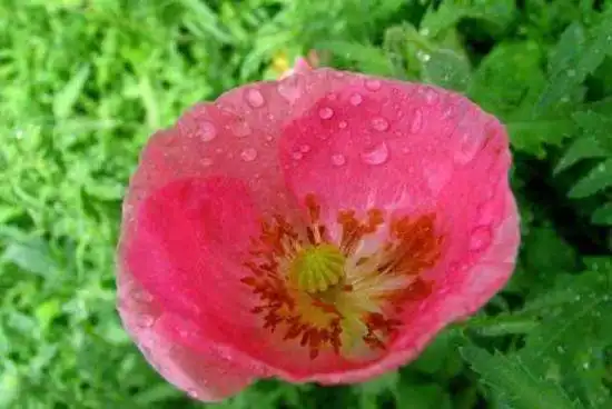 细雨霏霏虞美人