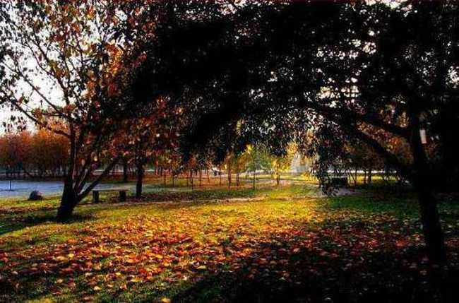秋季宁静五彩的植物园,图八