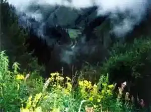南山菊花台