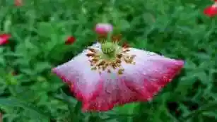 细雨霏霏虞美人