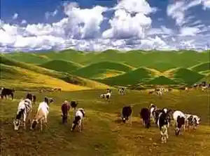 南山牧场