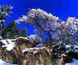 天池雪松