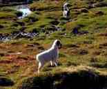 天堂生靈-黑頭羊