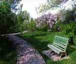 多情柔美紫丁香