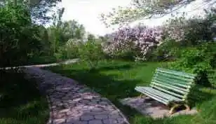 多情柔美紫丁香