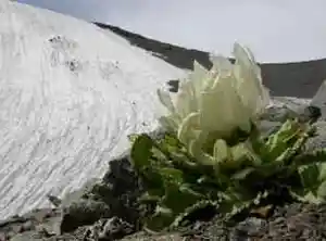 天山雪莲
