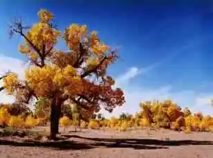 胡杨林森林公园