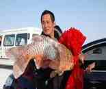 頭魚(yú)拍賣(mài)