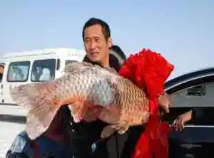 头鱼拍卖
