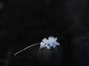 美丽的冰花