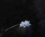 美丽的冰花