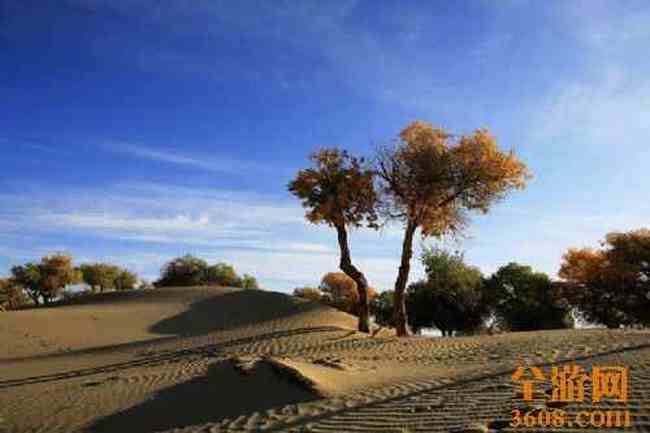 沙漠胡杨,图十八