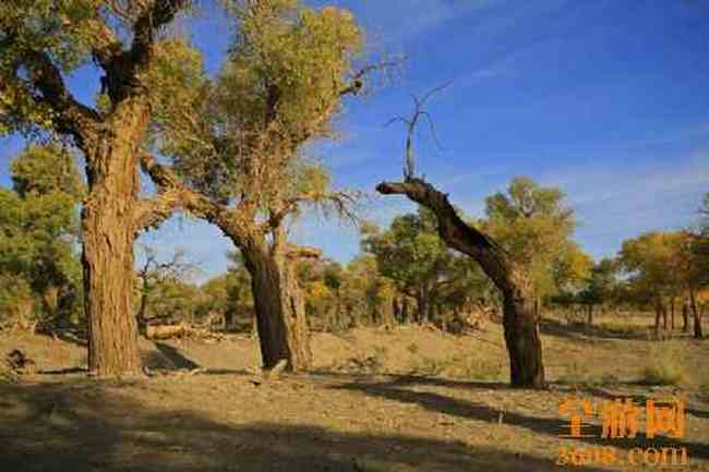 沙漠胡杨,图三