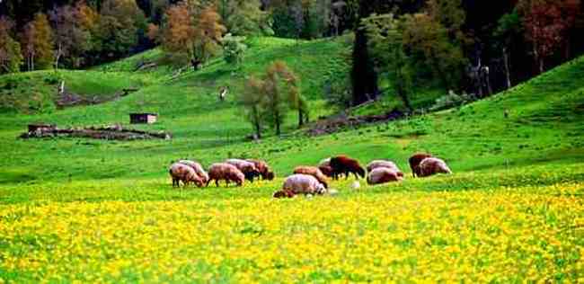 新疆库尔德宁风光,图四