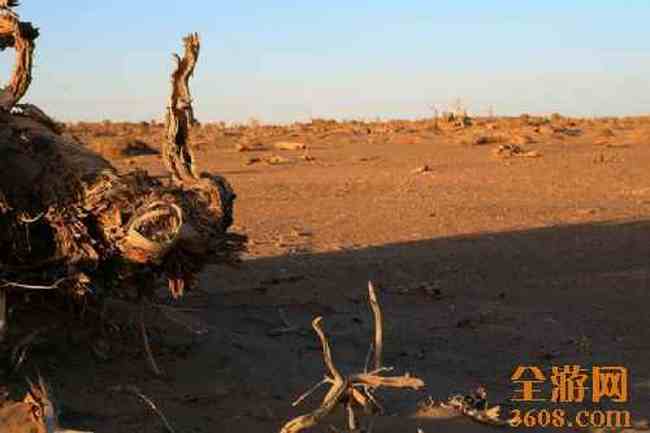 怪树林胡杨,图十一