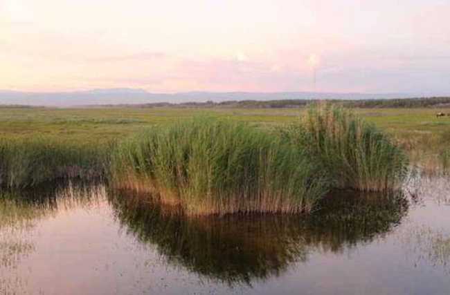 哈巴河：金色芦苇荡,图三
