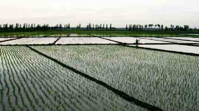 新疆米泉稻乡,图九