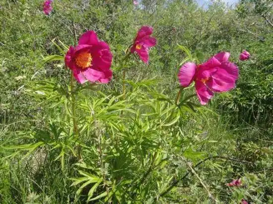 五月塔城山花节-巴尔鲁克山芍药谷(组图)